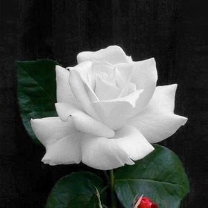 Meet your Posher, Bárbara